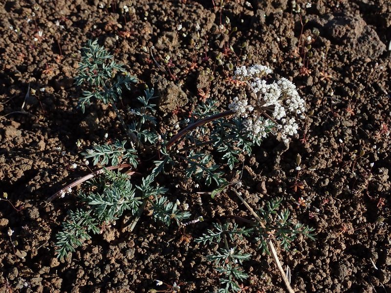 Lomatium canbyi, photographed by Nolan Exe
