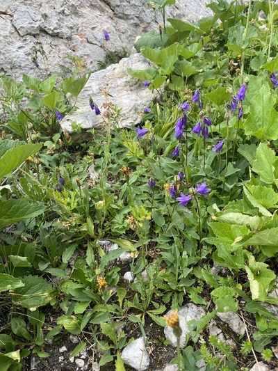 Campanula collina, photographed by Илья Руденко
