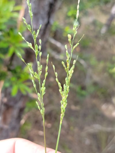 Dichanthelium neuranthum, photographed by Jay Horn