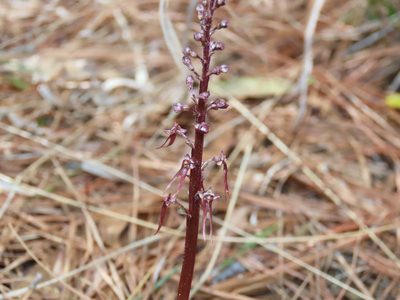 Neottia bifolia, photographed by Alina Martin