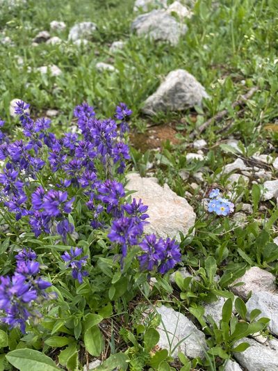 Polygala caucasica, photographed by Илья Руденко