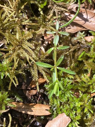 Galium obtusum, photographed by Alan Weakley