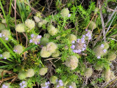 Piloblephis rigida, photographed by Jay Horn