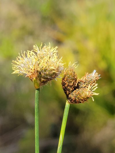 Fuirena scirpoidea, photographed by Jay Horn