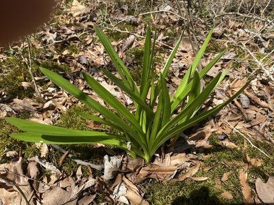 Hymenocallis liriosme, photographed by Alan Weakley