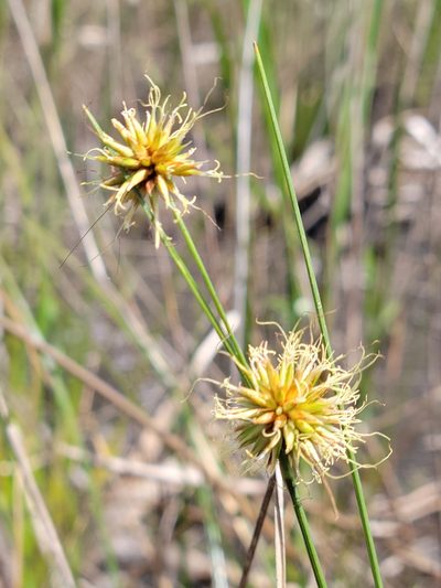 Rhynchospora tracyi, photographed by Jay Horn