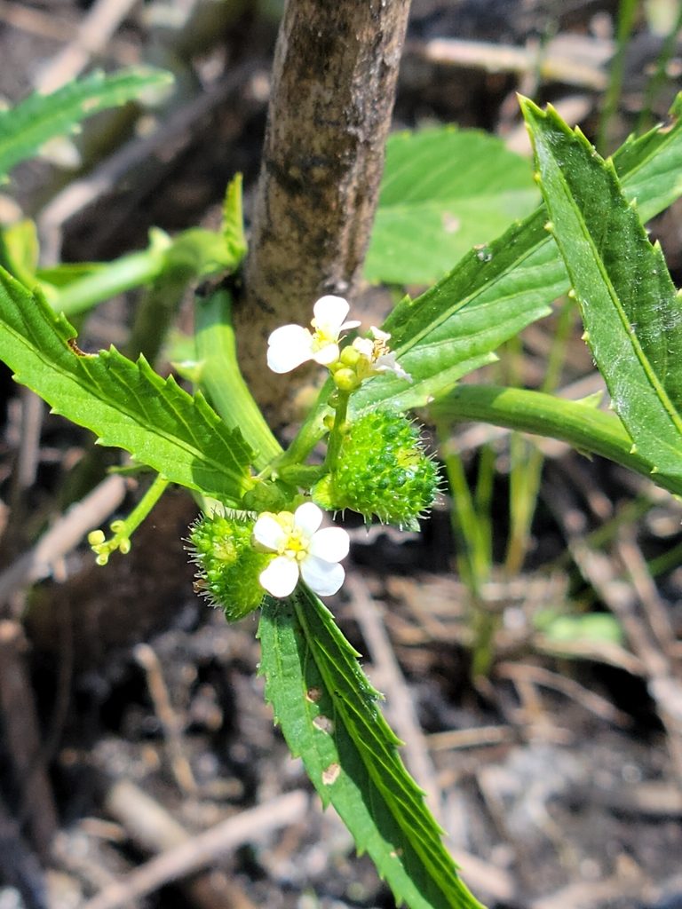 Caperonia castaneifolia, photographed by Jay Horn