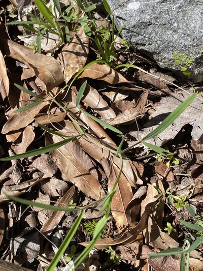 Lathyrus pusillus, photographed by Alan Weakley