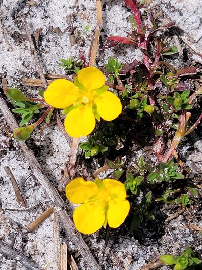 Ludwigia arcuata, photographed by Jay Horn
