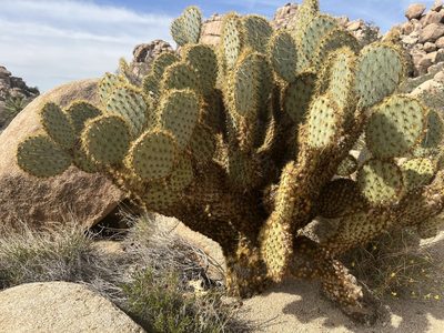Opuntia chlorotica, photographed by arquivi
