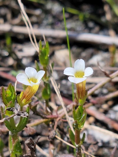 Gratiola ramosa, photographed by Jay Horn