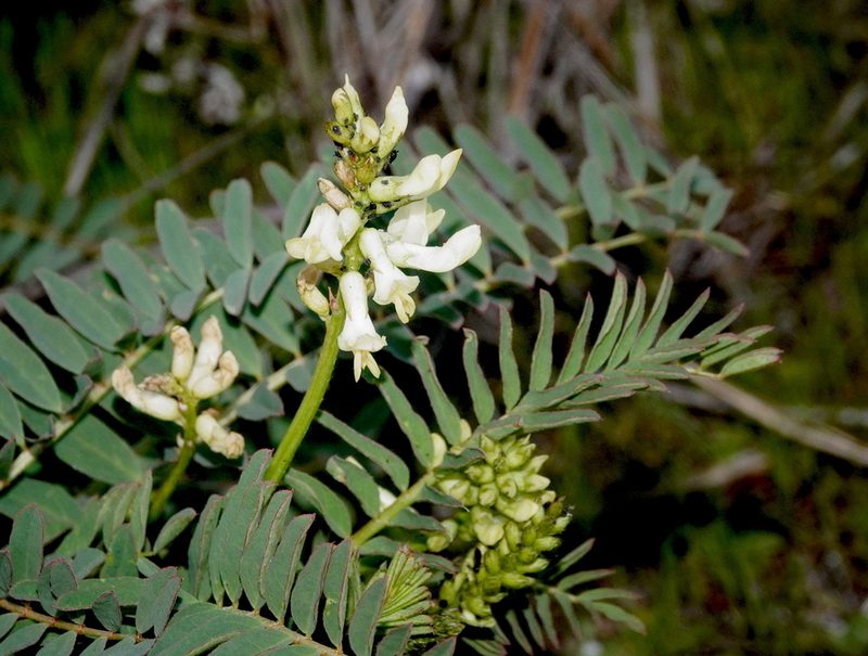 Astragalus pomonensis, photographed by desertnaturalist