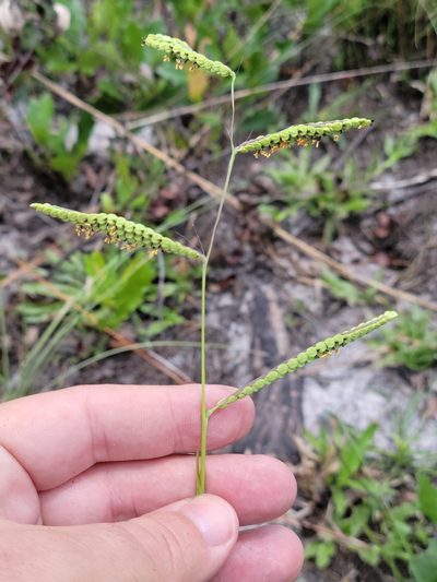 Paspalum praecox, photographed by Jay Horn