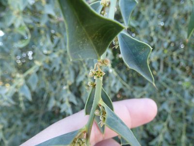 Jodina rhombifolia, photographed by María Zeta