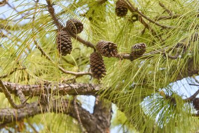 Pinus elliottii, photographed by Jay Pruett