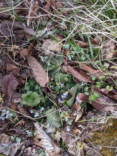 Viola hondoensis, photographed by Timur Kalininsky