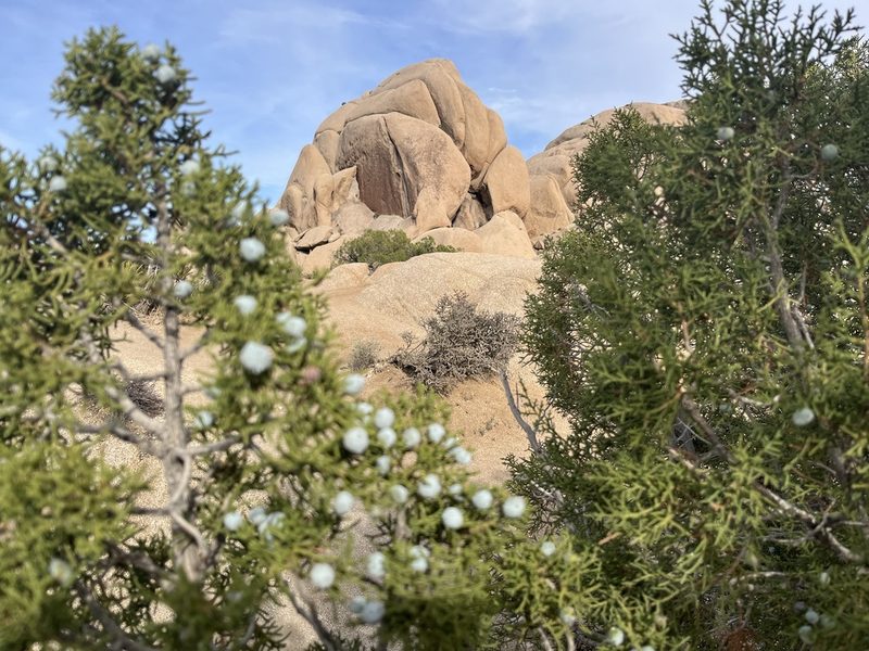 Juniperus californica, photographed by arquivi
