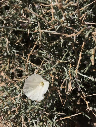 Convolvulus trabutianus, photographed by j_indr