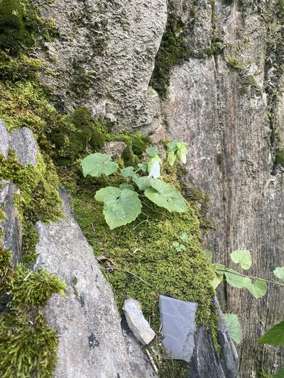 Campanula pendula, photographed by Илья Руденко