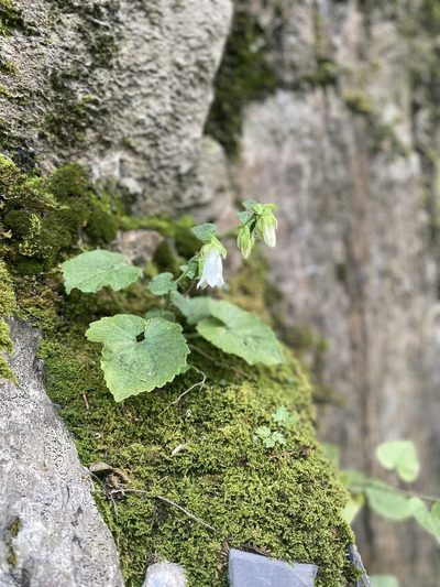 Campanula pendula, photographed by Илья Руденко