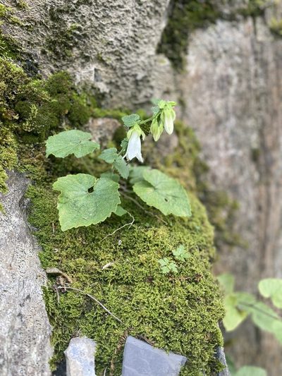 Campanula pendula, photographed by Илья Руденко