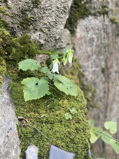 Campanula pendula, photographed by Илья Руденко