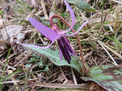 Erythronium japonicum, photographed by Timur Kalininsky