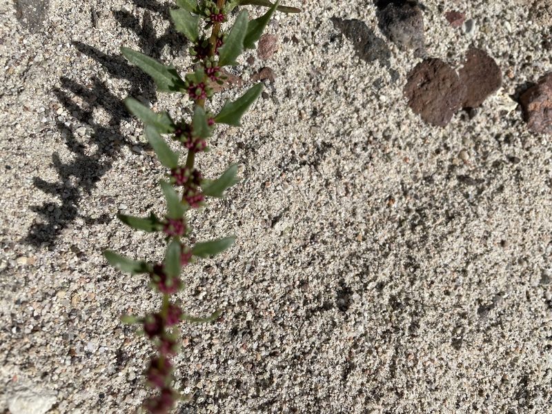 Blitum nuttallianum, photographed by Leah Gardner