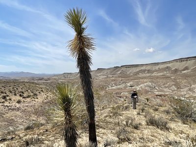 Yucca brevifolia, photographed by Leah Gardner
