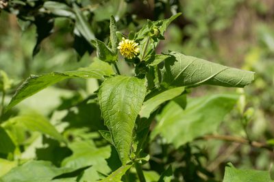 Smallanthus connatus, photographed by Facundo Chieffo