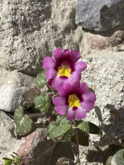Erythranthe rhodopetra, photographed by Leah Gardner