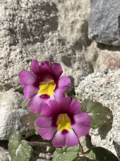 Erythranthe rhodopetra, photographed by Leah Gardner