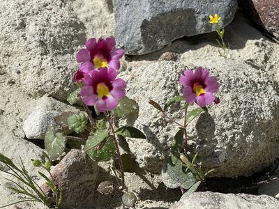 Erythranthe rhodopetra