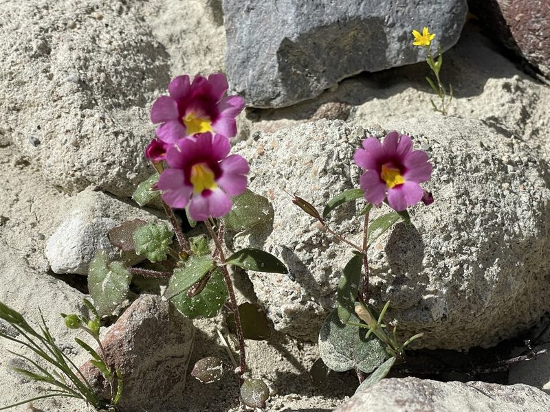 Erythranthe rhodopetra, photographed by Leah Gardner