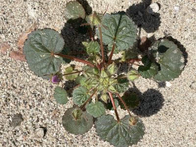 Eremalche rotundifolia, photographed by Leah Gardner