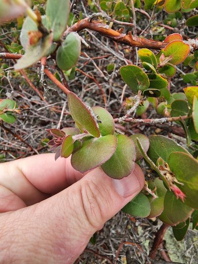 Arctostaphylos osoensis, photographed by Trevor Harding