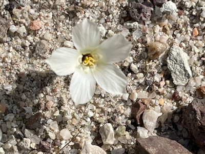 Linanthus parryae, photographed by Leah Gardner