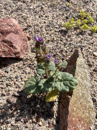Phacelia pachyphylla, photographed by Leah Gardner