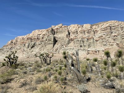 Yucca brevifolia, photographed by Leah Gardner