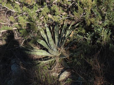 Agave palmeri, photographed by Alina Martin