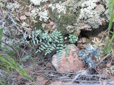 Pellaea truncata, photographed by Alina Martin