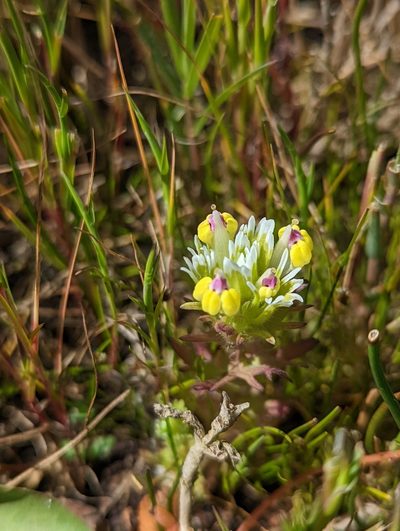 Castilleja ambigua, photographed by My-Lan Le