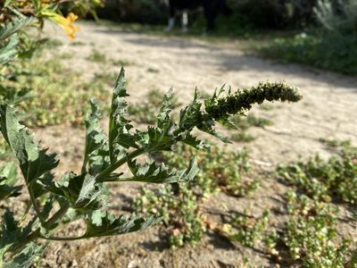 Blitum californicum, photographed by Michael Warner