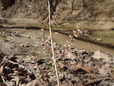 Perilla frutescens, photographed by Thomas Koffel