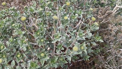 Encelia actoni, photographed by velodrome