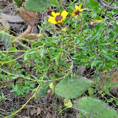 Encelia californica, photographed by Dan Horowitz