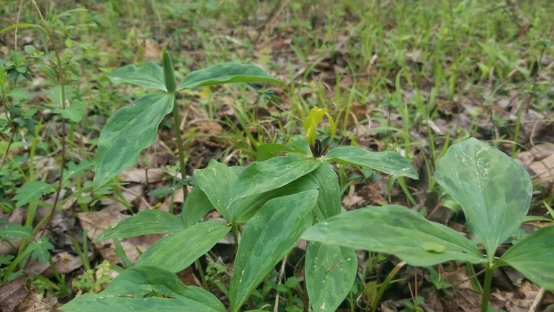 Trillium oostingii, photographed by Daniel McClosky