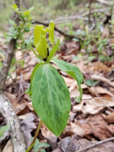 Trillium oostingii, photographed by Daniel McClosky