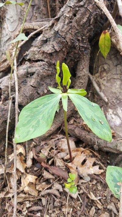 Trillium oostingii, photographed by Daniel McClosky