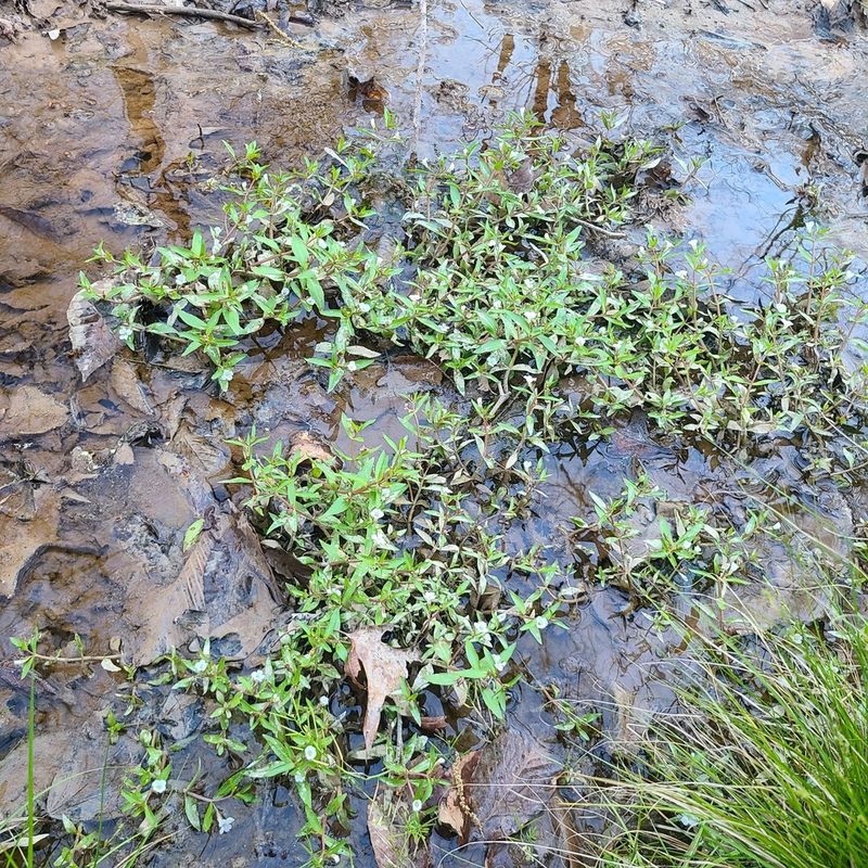 Gratiola virginiana, photographed by Jeff Wilson